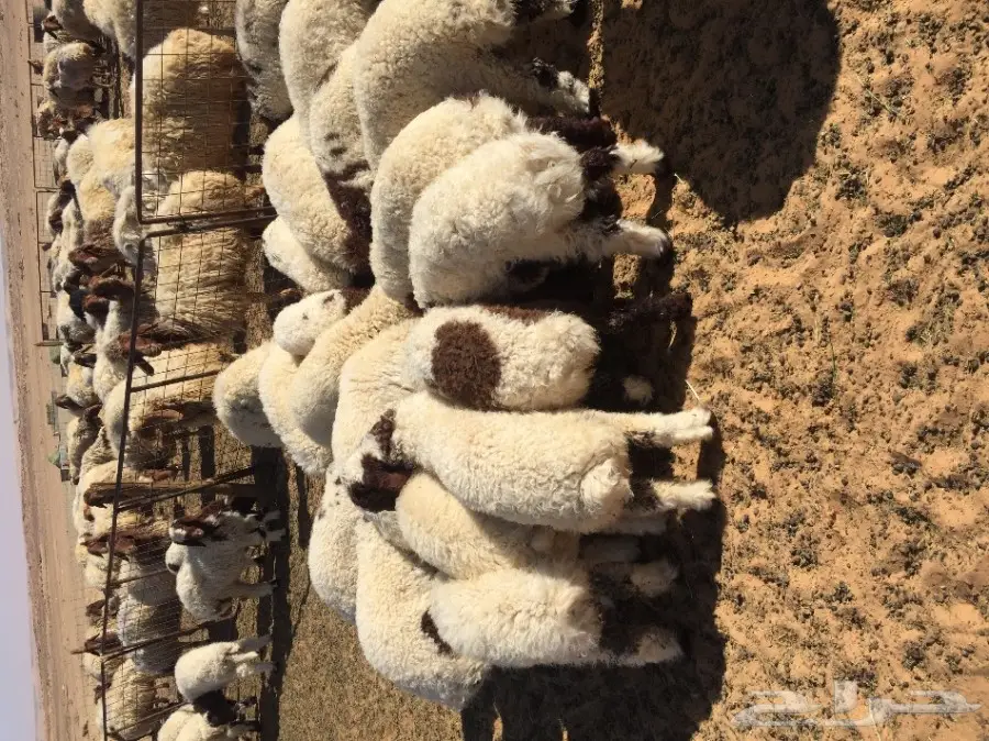 أبقار قشقير مواليد 2024 - بقعاء (image 2)