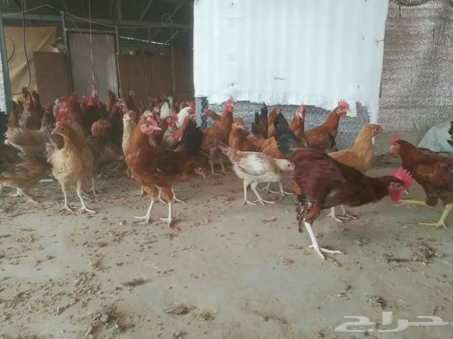 دجاج بشاير وديوك 