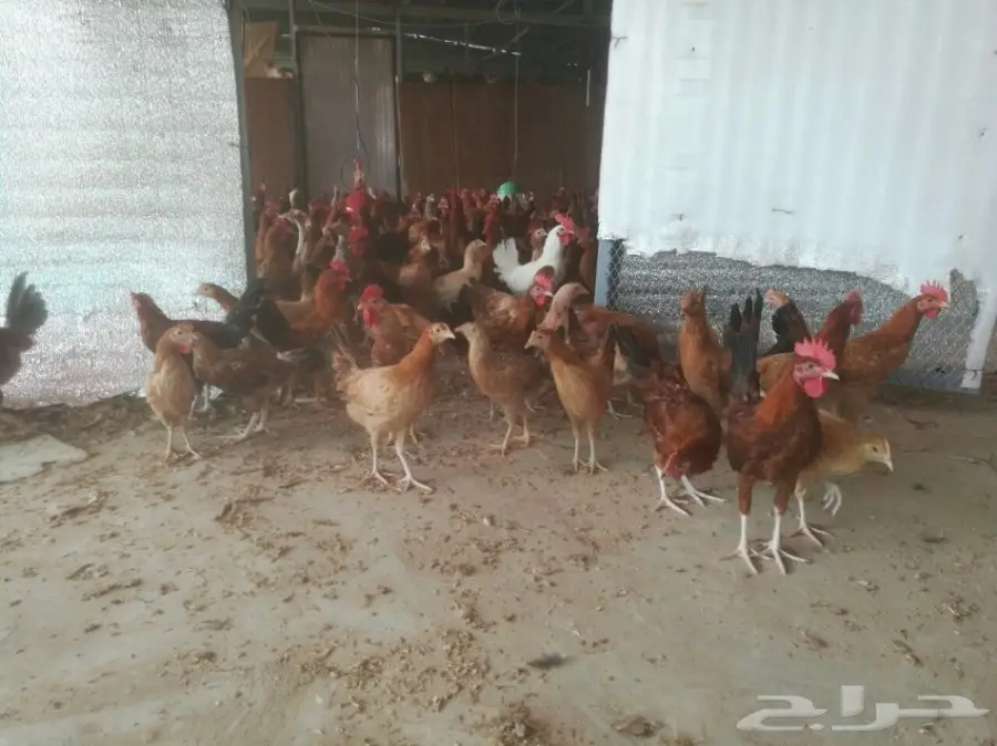 دجاج بشاير وديوك  (image 1)