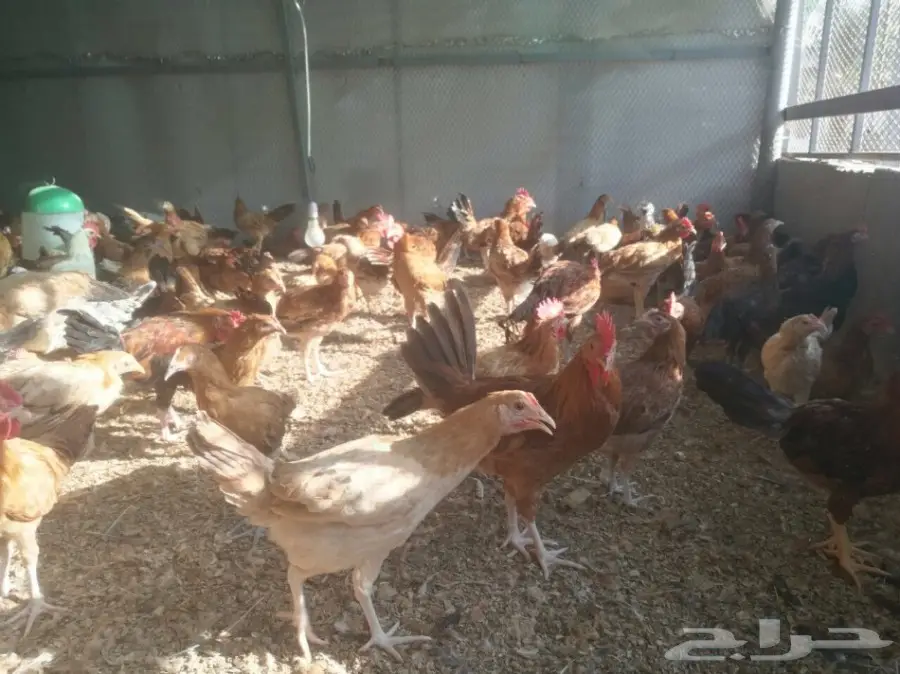 دجاج بشاير وديوك  (image 2)