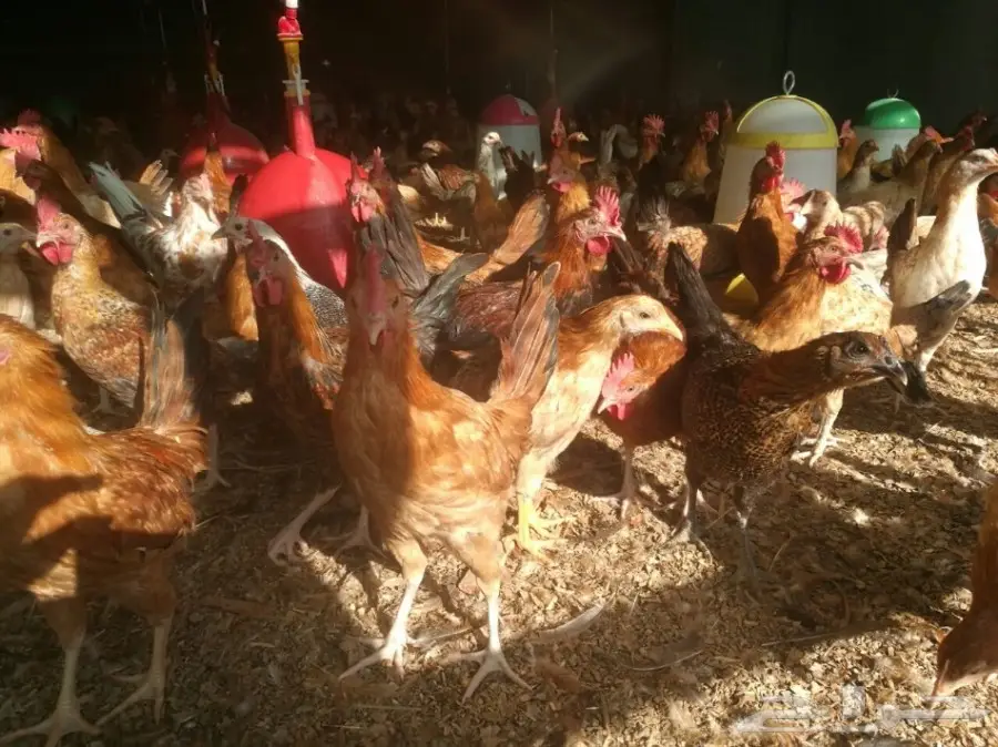 دجاج بشاير وديوك  (image 3)