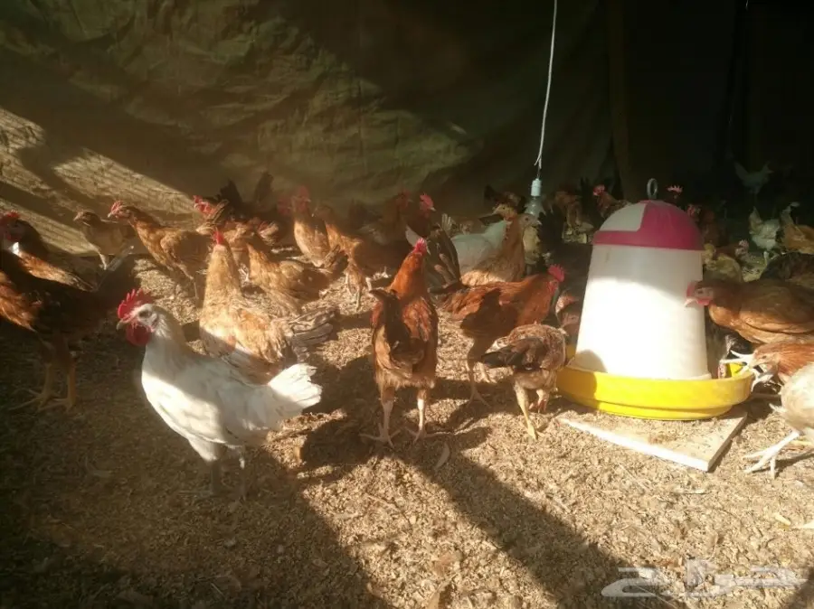 دجاج بشاير وديوك  (image 4)