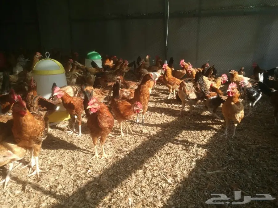 دجاج بشاير وديوك  (image 5)