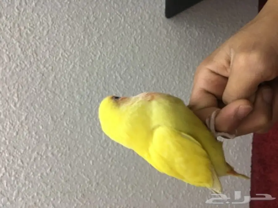 فرخ روز هدد