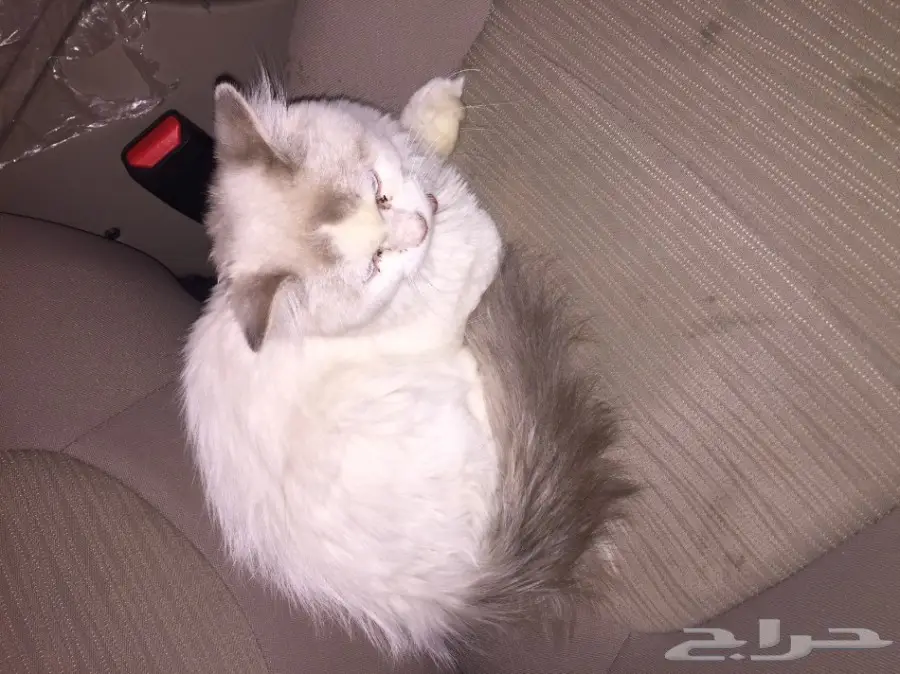 للبيع قطه