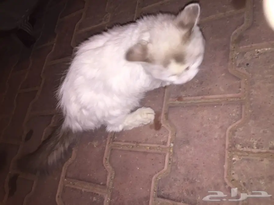 للبيع قطه (image 1)