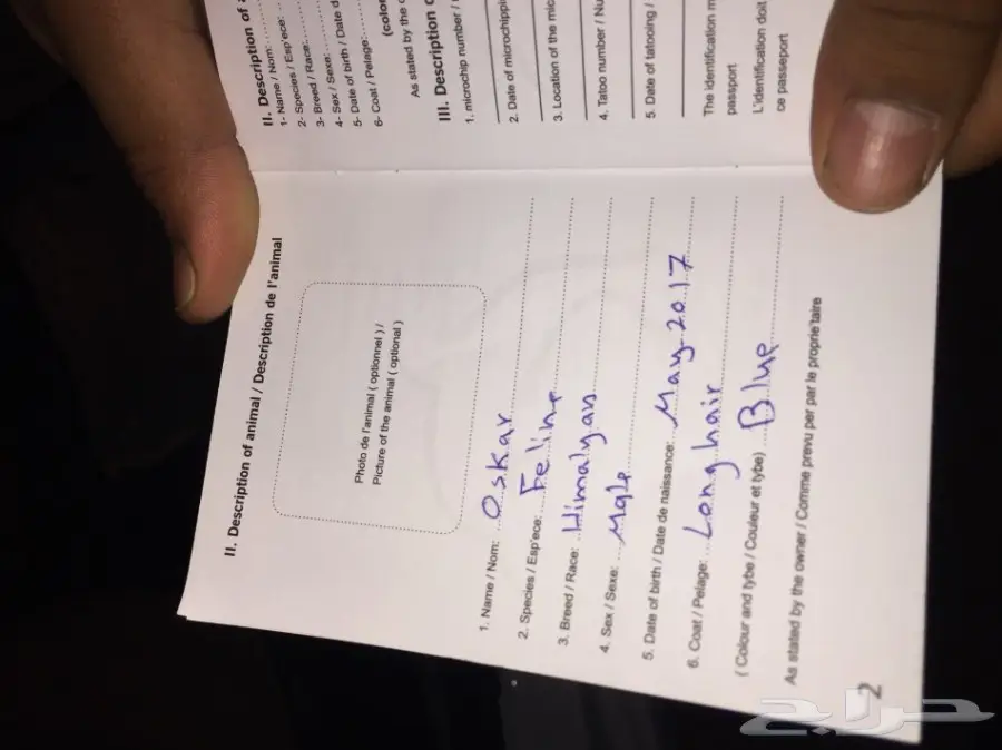 للبيع قطه (image 3)