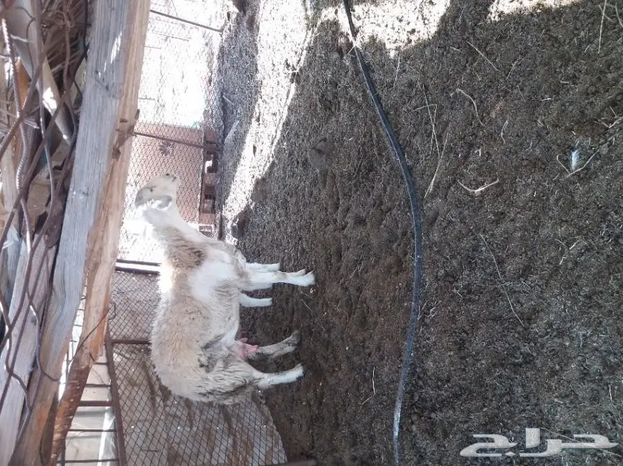 للبيع اوللبدل 