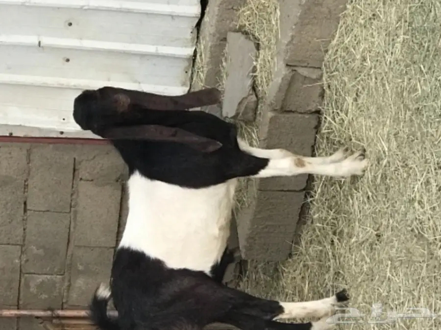 فحل ماعز  (image 1)