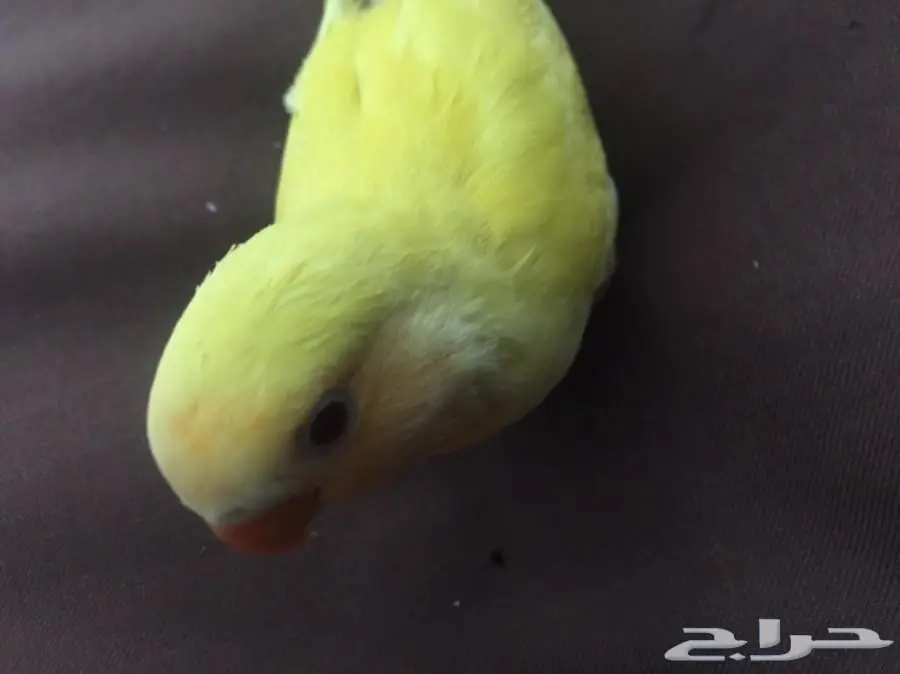 فرخ روز غر لاتينو 