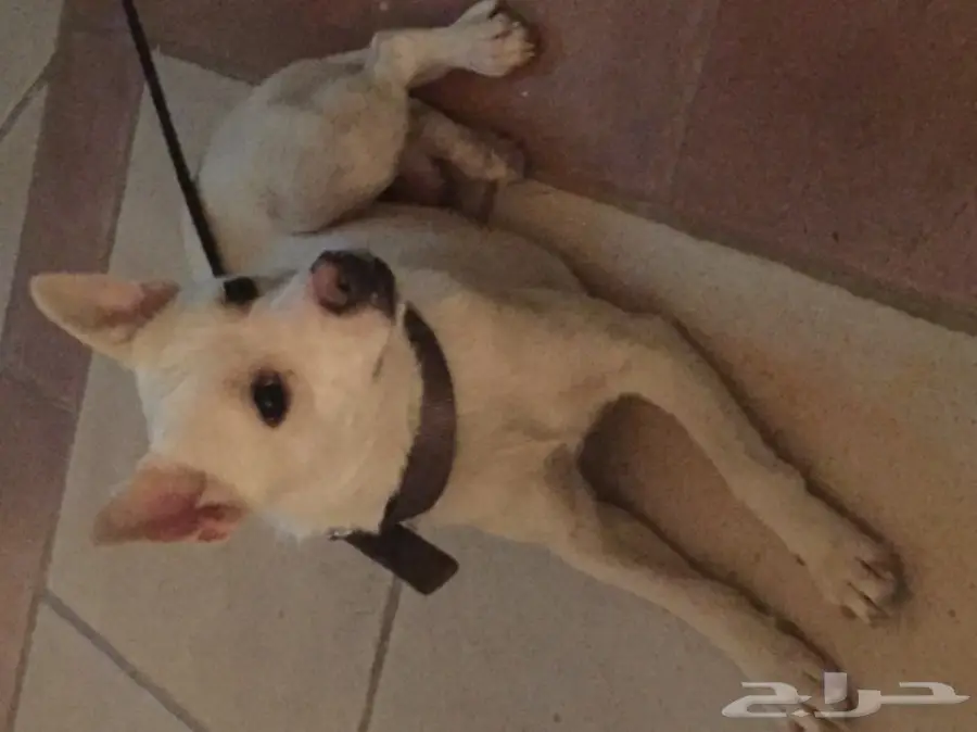 كلب دلع او خارج البيت عادي للبيع ماشاءالله (image 2)