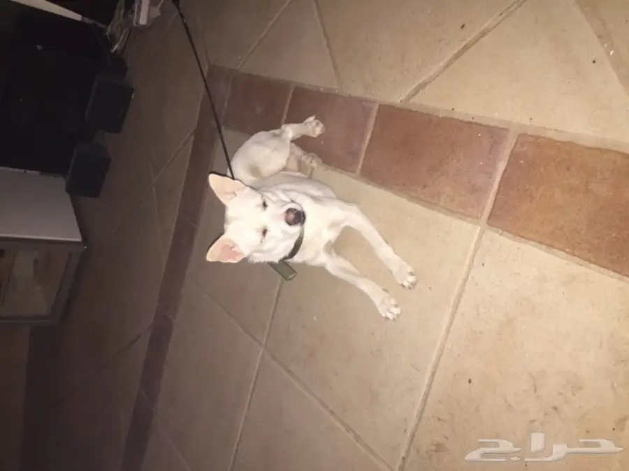 كلب دلع او خارج البيت عادي للبيع ماشاءالله (image 3)