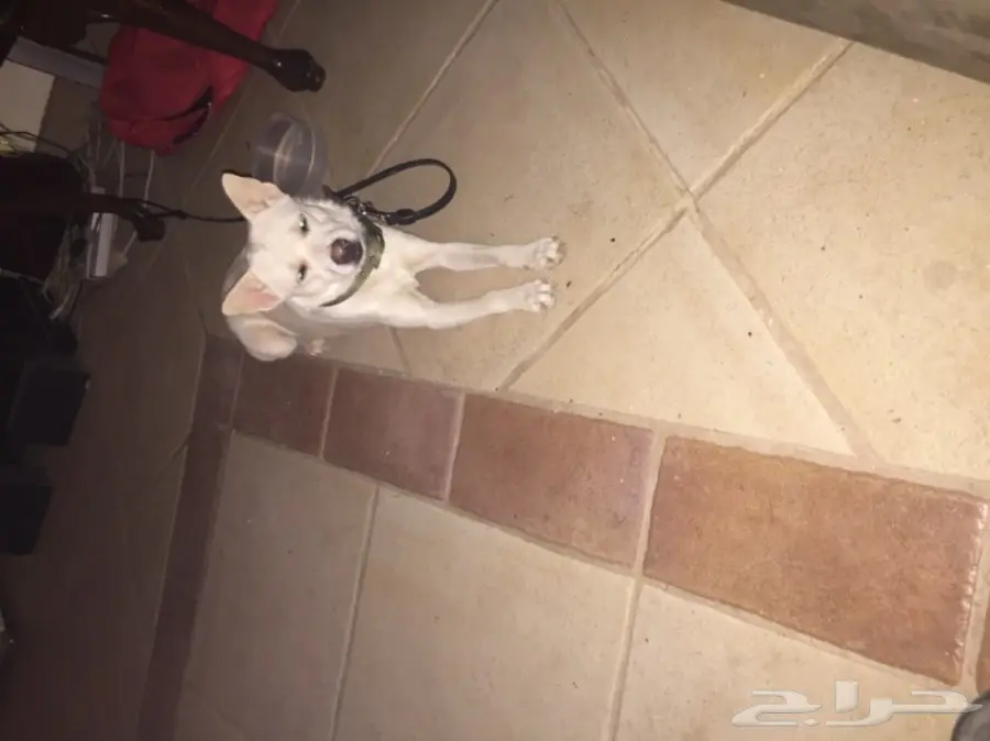 كلب دلع او خارج البيت عادي للبيع ماشاءالله (image 4)