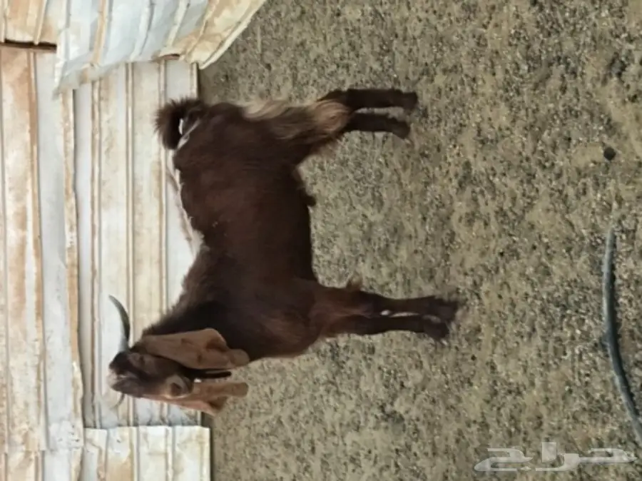 تيس فحل (image 2)