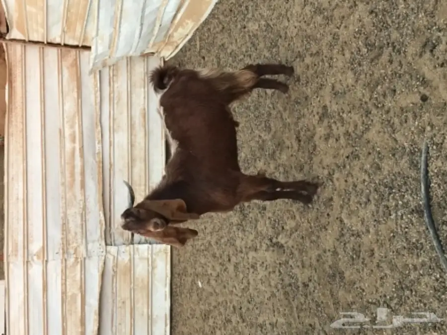 تيس فحل (image 3)