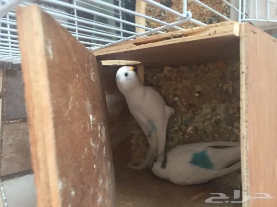 طيور حب منتج