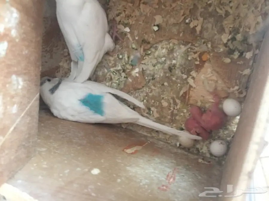 طيور حب منتج (image 2)