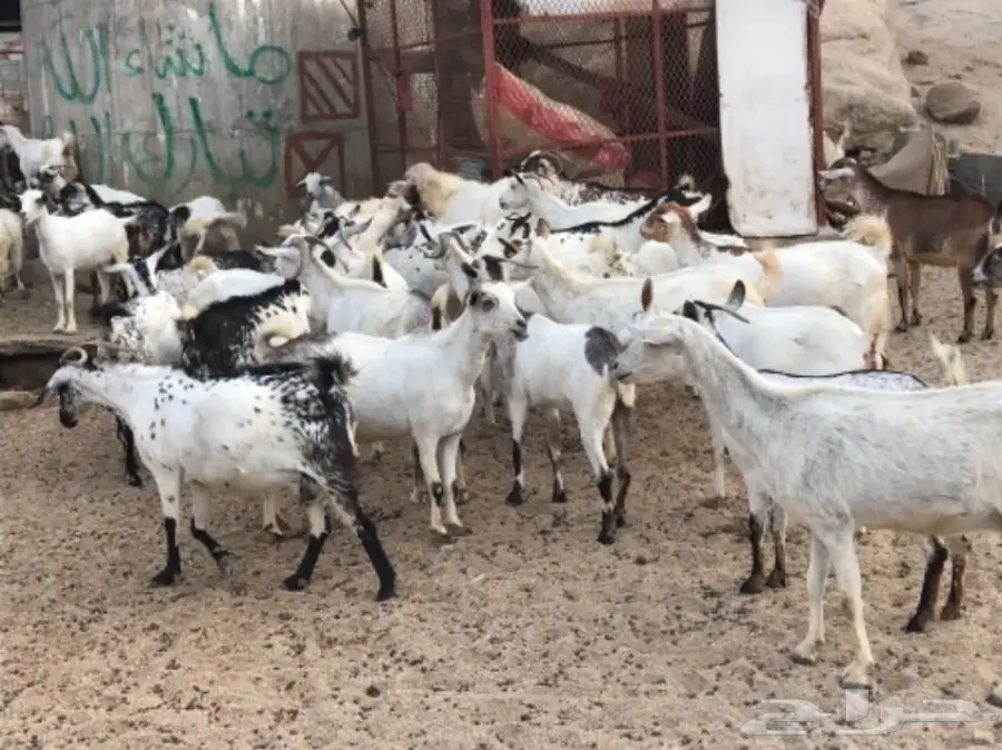 غنم والبيع سمح 