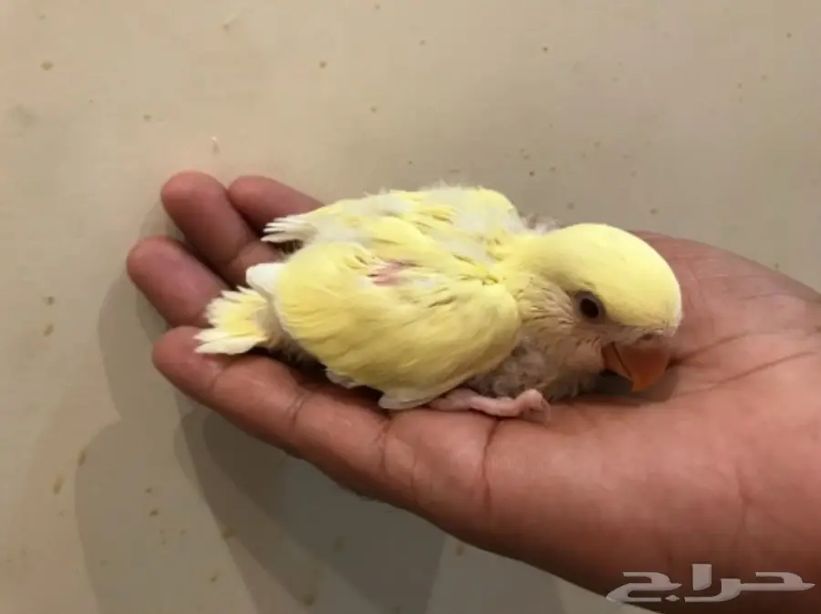 فروخ روز لتينو غر