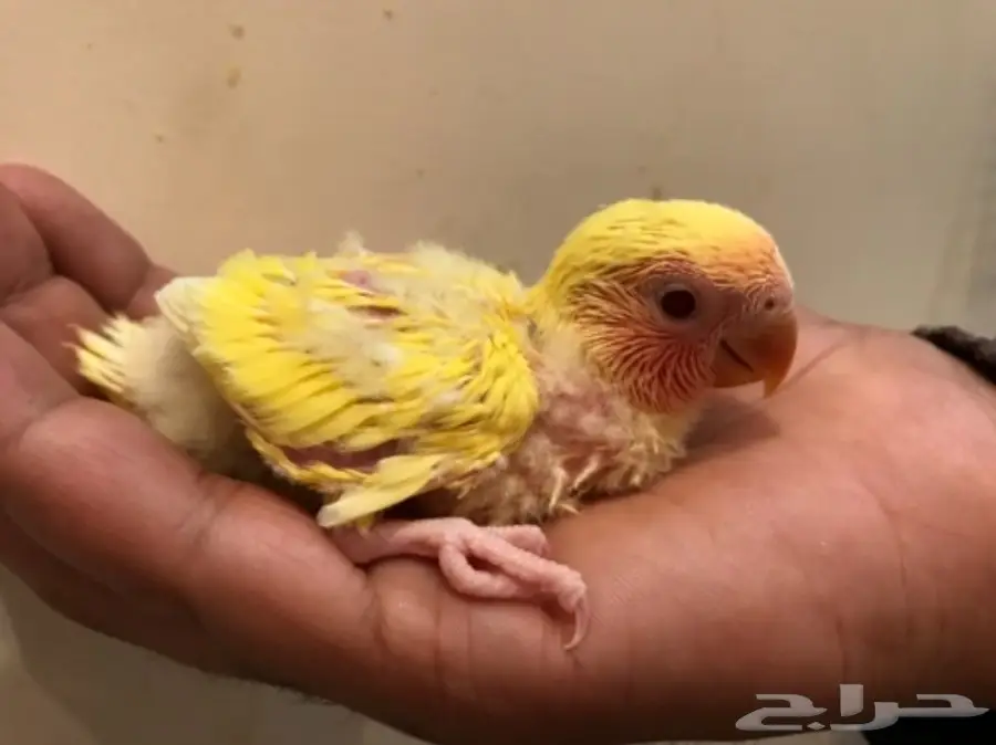 فروخ روز لتينو غر (image 1)