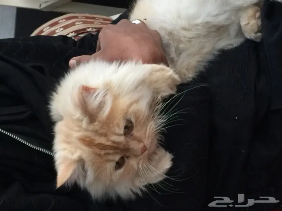 قطة أليفة - فرصة ذهبية! (image 1)