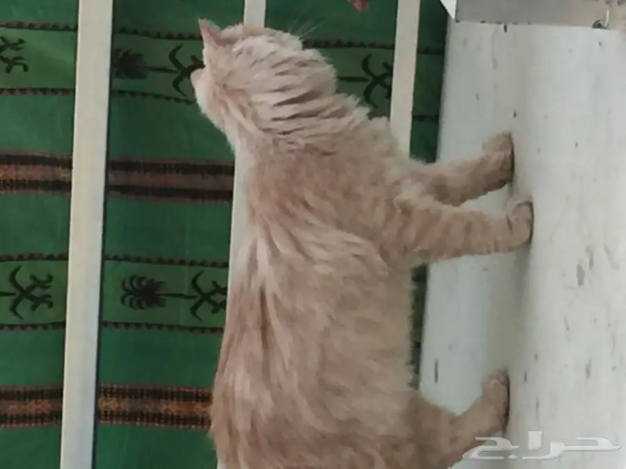 قطة أليفة - فرصة ذهبية! (image 2)