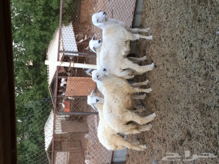 للبيع 4 طليان سمان 