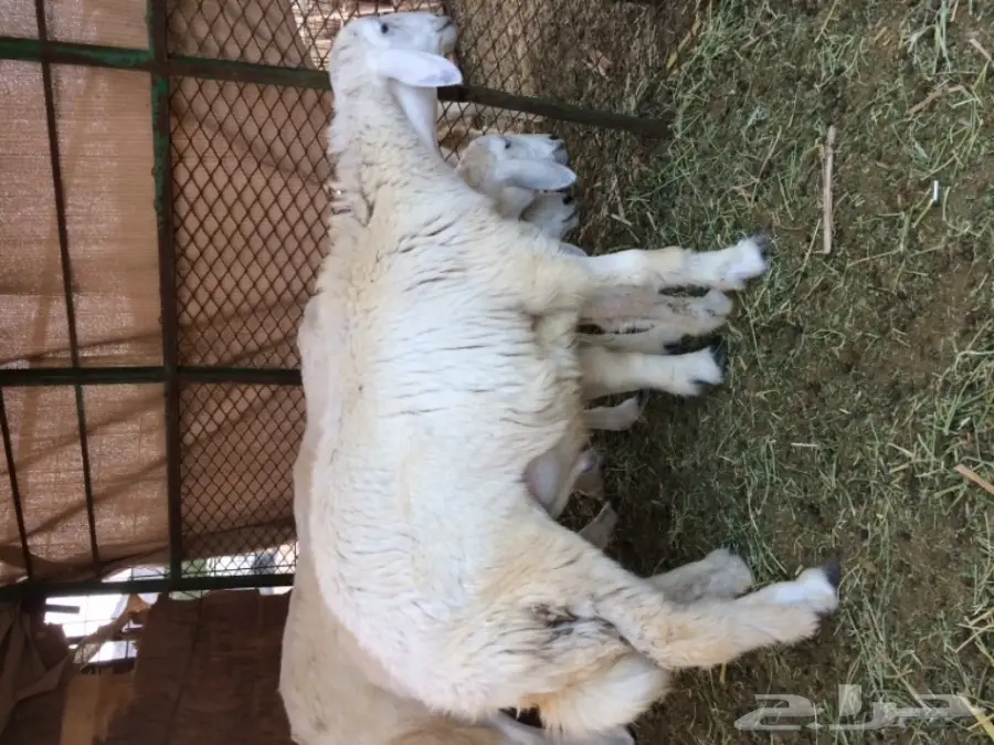 للبيع 4 طليان سمان  (image 1)