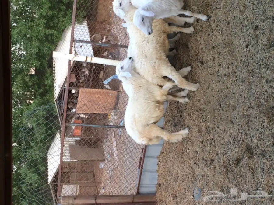 للبيع 4 طليان سمان  (image 2)