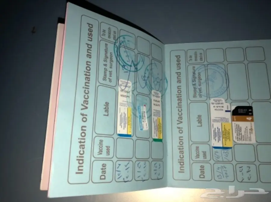 بسط نوع هَمْلاية - شهادة رسمية