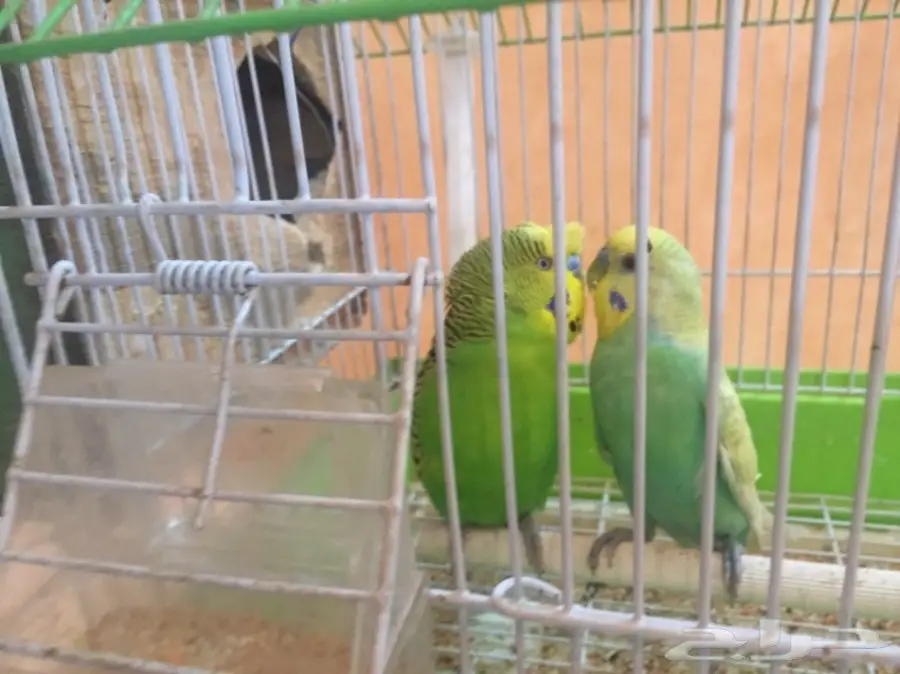 ذكرين بادجي 