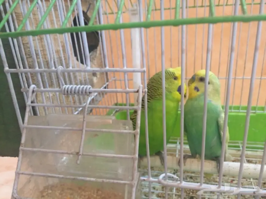 ذكرين بادجي  (image 1)