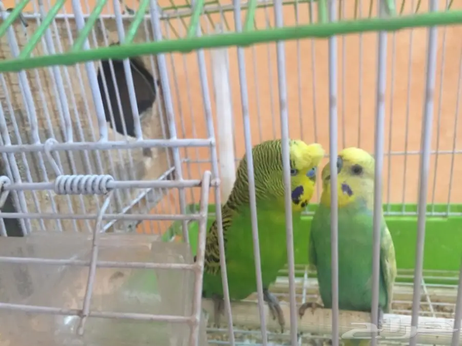 ذكرين بادجي  (image 2)