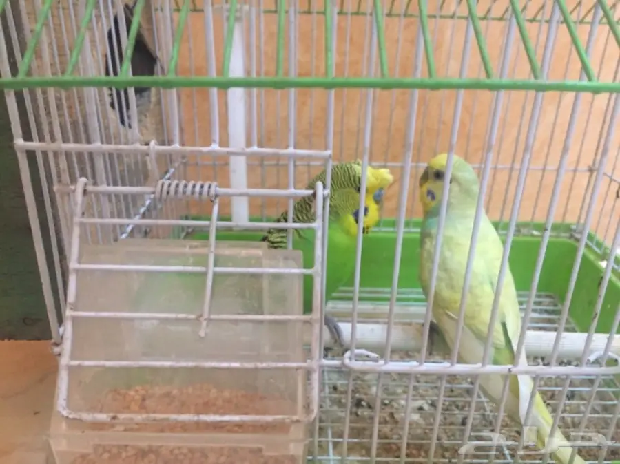 ذكرين بادجي  (image 3)