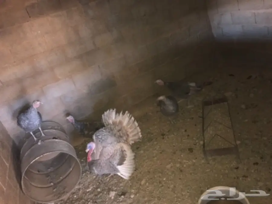 للبيع طقم دجاج رومي 