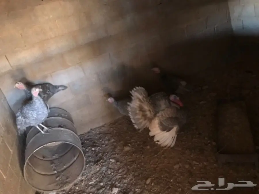 للبيع طقم دجاج رومي  (image 1)