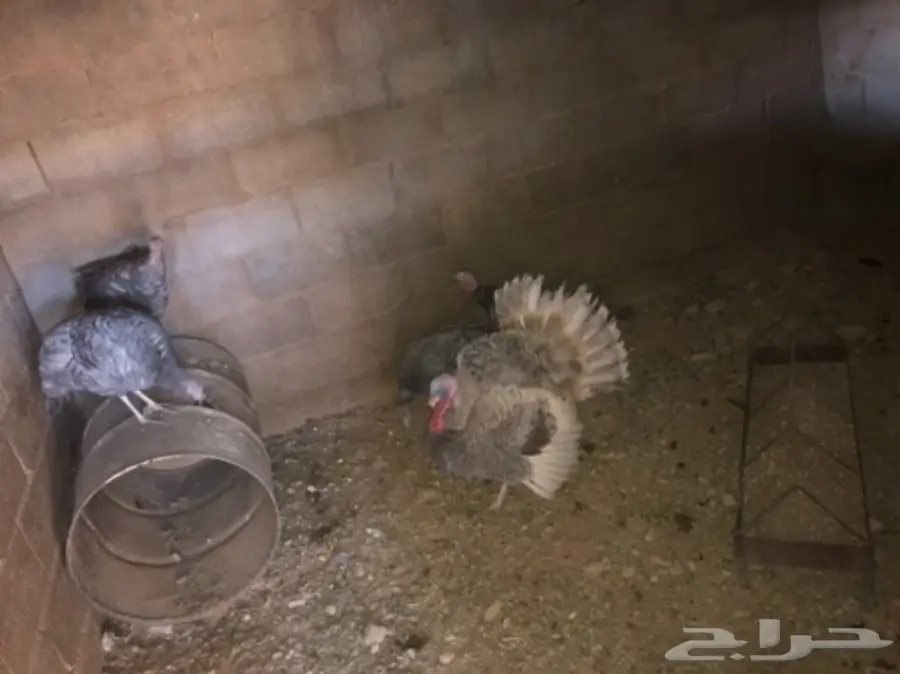 للبيع طقم دجاج رومي  (image 2)