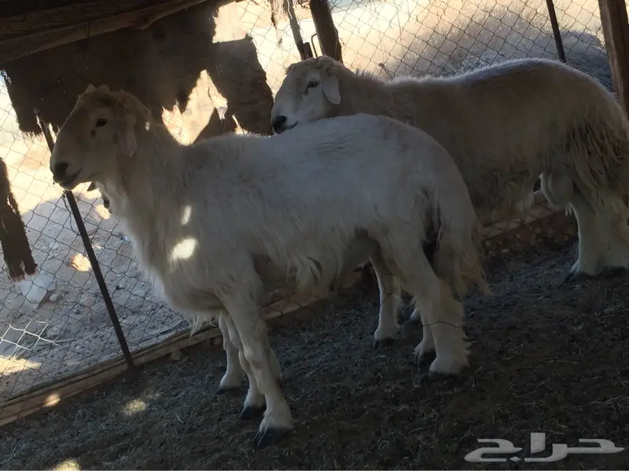 فحول حريات  (image 8)