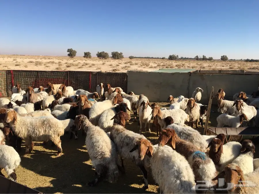 غنم نعيم ولد  (image 6)