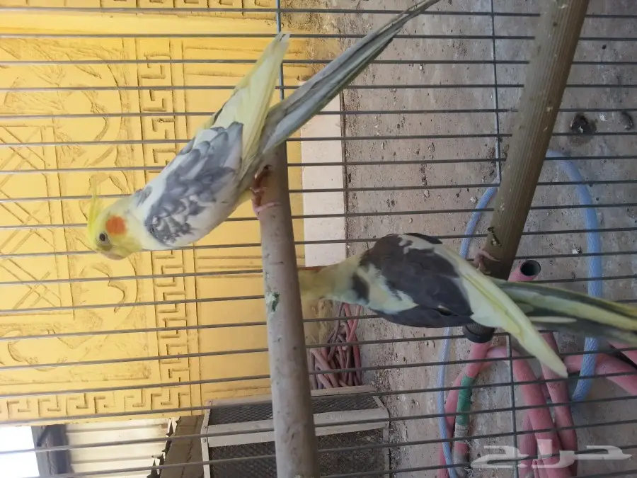 كروان  للبيع.  (image 1)