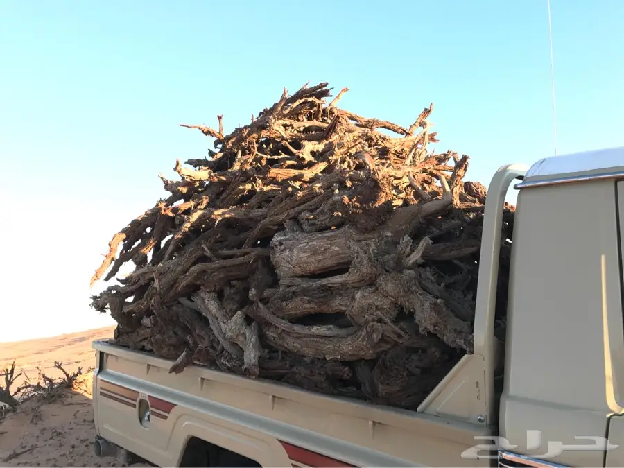 حطب جمل ممتاز - الرياض (image 5)
