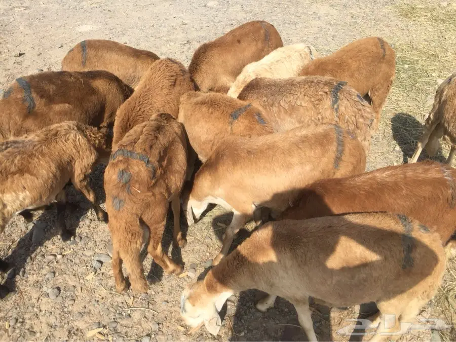 غنم سواكني ممتاز جدا   (image 3)