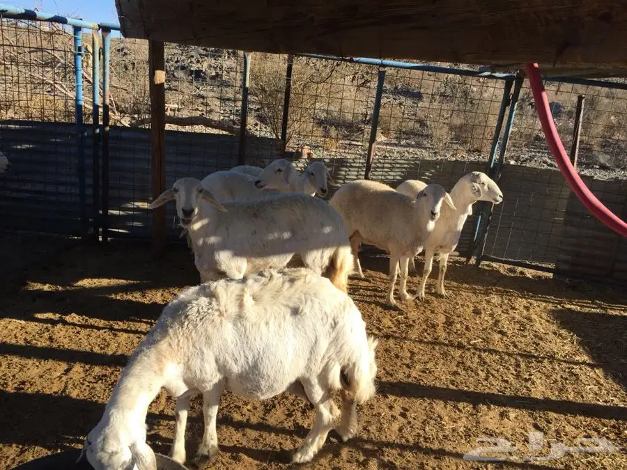 غنم حريه  (image 1)