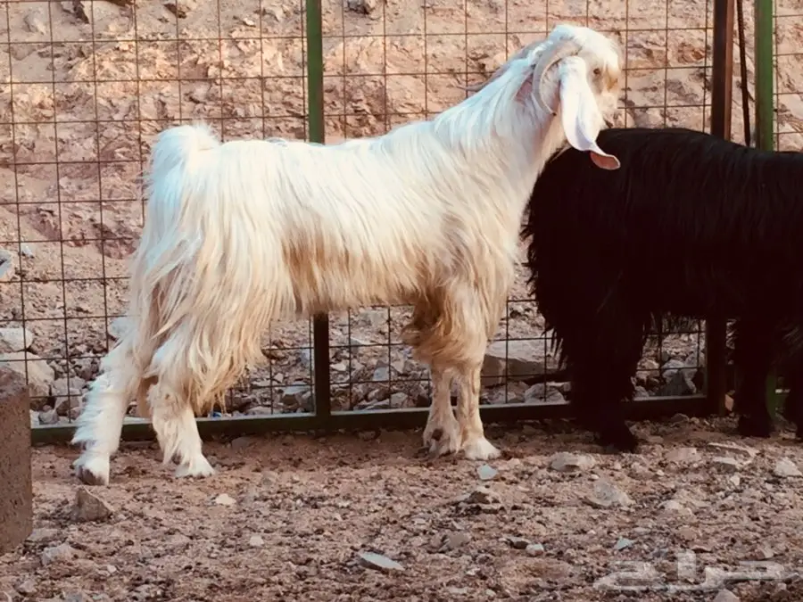 تيس فحل عارضي ابيض وعنز عطرا معها 3 