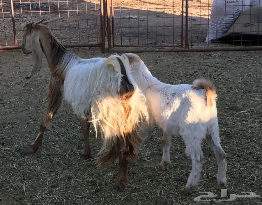 عنز والدة معها تيس 4 اشهر