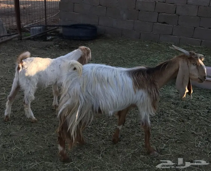 عنز والدة معها تيس 4 اشهر (image 2)