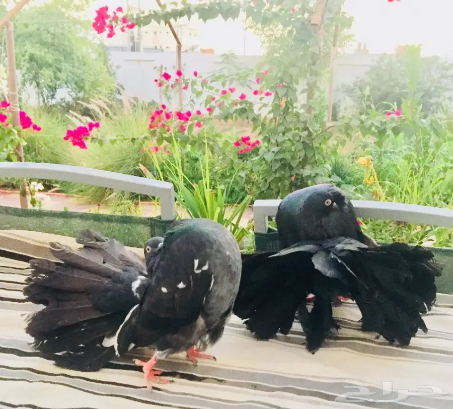 هولندي شماسي 