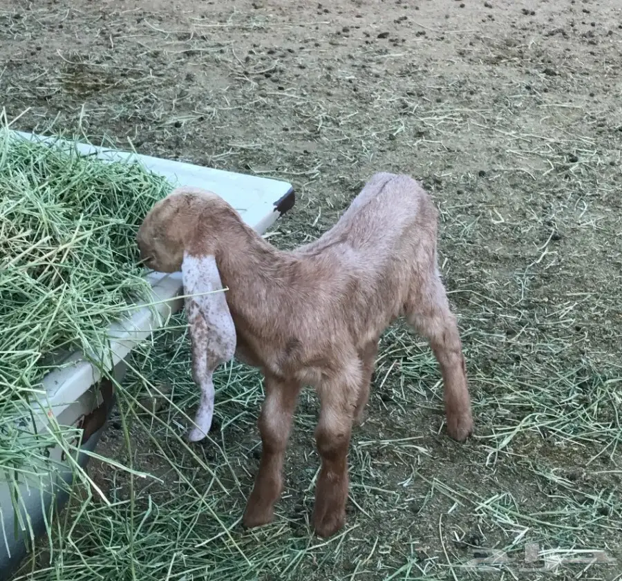 عنز مشوركة مصري بهولندي (image 1)