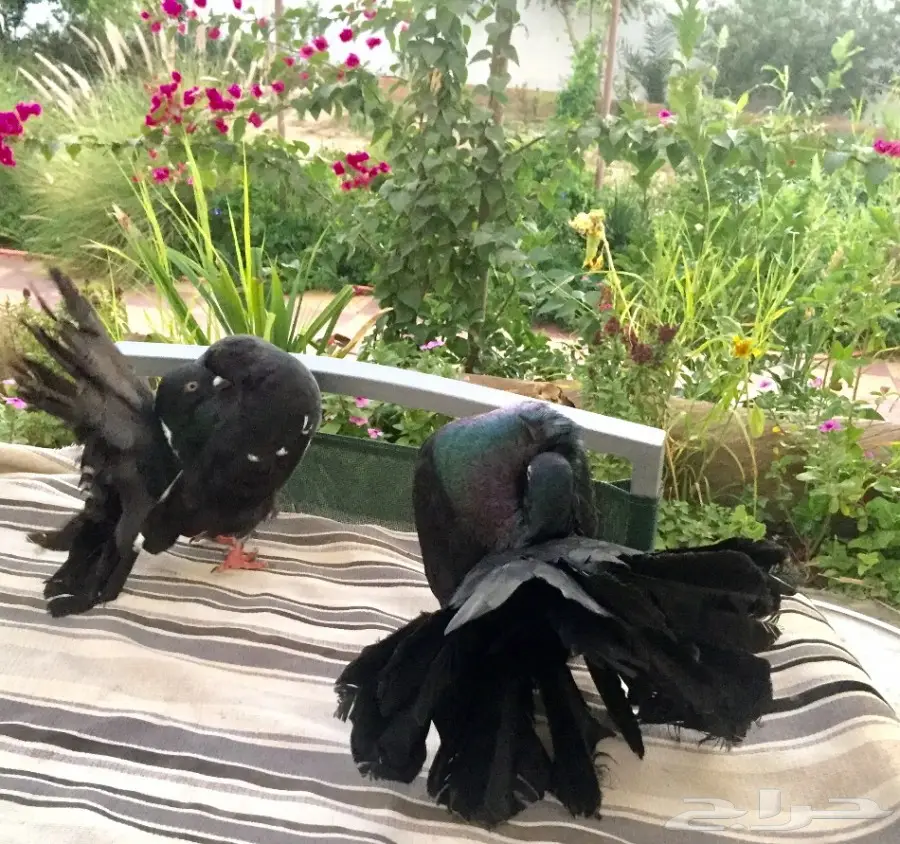 هولندي شماسي  (image 1)