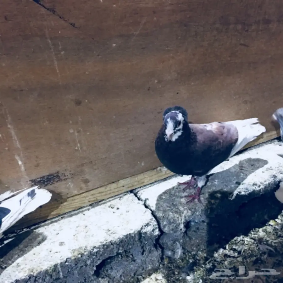 طيور كشش (image 5)